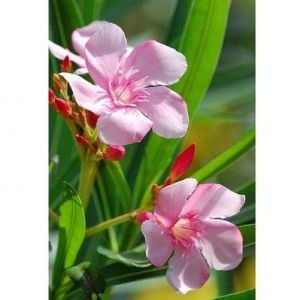 Laurier-rose à floraison rose - 80/100 cm - 15 L