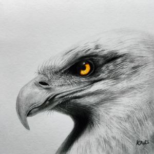 Peinture Aigle royal II par K'Arts | Tableau Figuratif - Fusain - Animaux, Société
