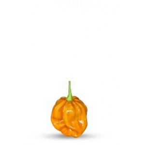 graine de piment habanero moutarde