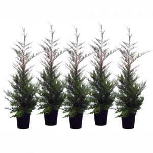 Lot de 5 Cupressocyparis Leylandii (Cypr&egrave;s de Leyland) C15L 175/200