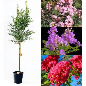 LAGERSTROEMIA INDICA (LILAS DES INDES) C25L 1/2 TIGE 10/12
