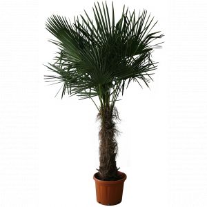 Chamaerops Excelsa (Palmier Chanvre ou Palmier de Chine) C45L - Pot 47cm Haut. Tronc 80/100 Haut. Totale 160/180