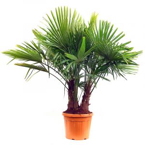 CHAMAEROPS EXCELSA (PALMIER DE CHINE) MULTI-TRONCS C45L TRONC 30/40- 140/160