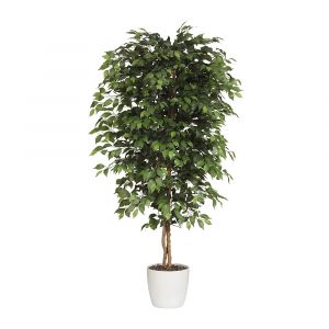 Ficus benjamina - kaiserkraft