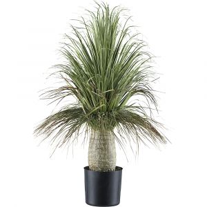 Plante artificielle Beaucarnea - kaiserkraft