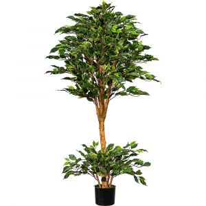 Figuier Ficus benjamina - kaiserkraft