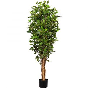 Figuier Ficus benjamina - kaiserkraft