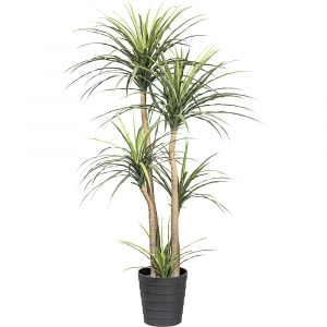 Dracaena - kaiserkraft