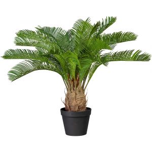 Palmier cycas - kaiserkraft