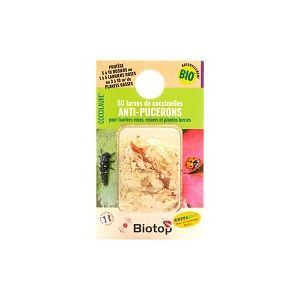 Special Laurier Rose - 50 larves de coccinelle Coccilaure