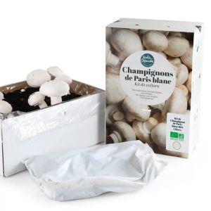 Boîte de champignons de Paris blancs BIO à faire pousser
