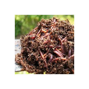Lombrics - Vers de compostage 200g