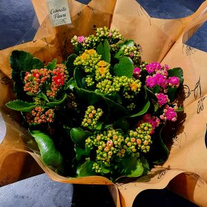 Kalanchoe